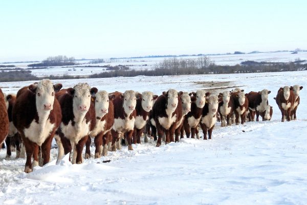 DSCN3117 4x62_edited for web