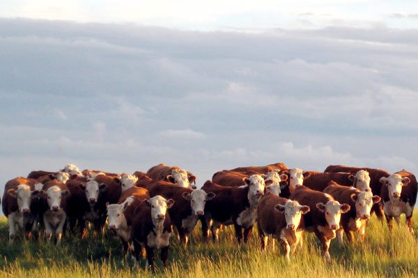 heifers-garrett-ranch